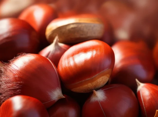 castagne